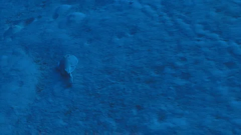 Guitar fish (blue) Видео 948451