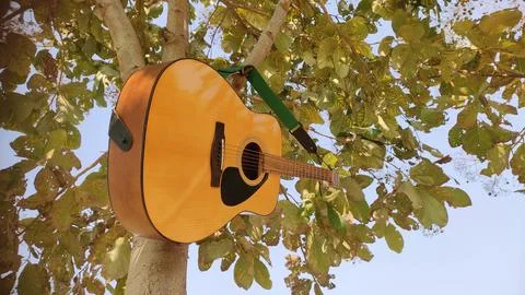 Guitar hanging on tree branches Stock Photos
