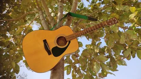 Guitar hanging on tree branches Stock Photos