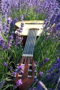 Guitar in lavender Foto stock