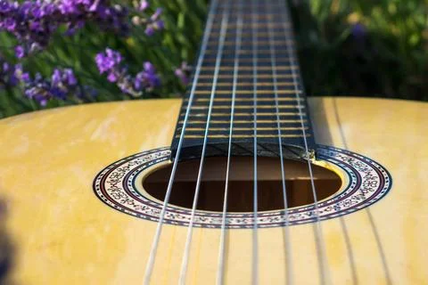Guitar in lavender Stock Photos