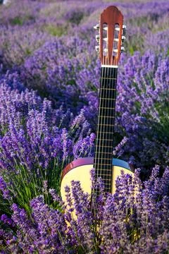 Guitar in lavender Foto stock