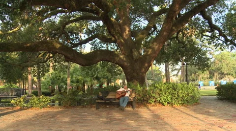Guitar player under great tree Stock Footage 44754217