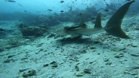 Guitar ray Stock Footage 169701616