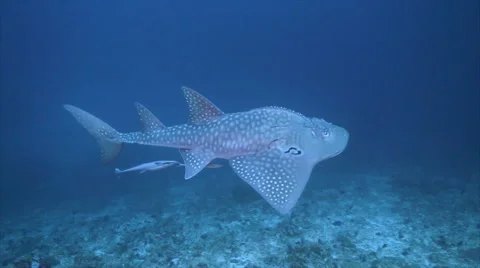 Guitar Shark in Deep Blue Sea Stock Footage