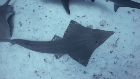 Guitar shark in Maldives Stock Footage 297529418