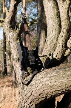 Guitar on the tree Stock Photos