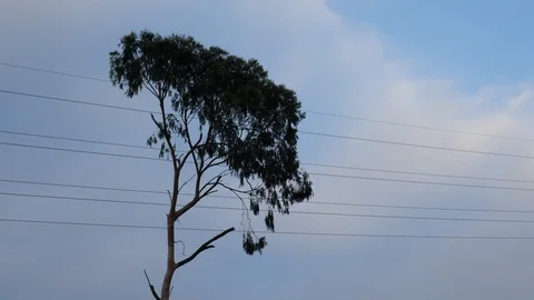 Guitar Tree w/ Free Heli Flyover Stock Footage