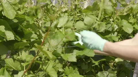 Gujot Vine Training System with Pinot Gris - Setting the Stems upright in Spring Video stock 75912741