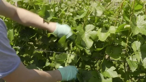 Gujot Vine Training System - Setting the Stems upright in Spring Video stock 75882661