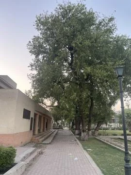 Gujum Tree in a Park Setting Stock Photos