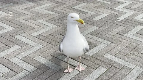 Gul Stock Footage 182308829