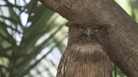 Gular fluttering brown fish owl Stock Footage 198060782