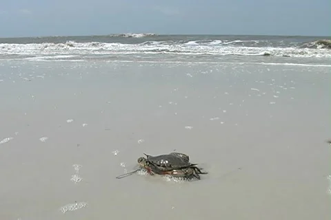 Gulf Beach &amp; Crab Stockbeeldmateriaal 1184376