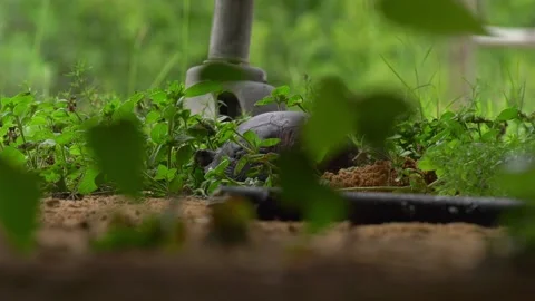 Gulf Coast Box turtle digging and laying eggs in a nest Stock Footage 156759728