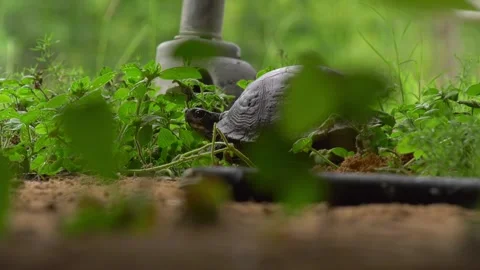Gulf Coast box turtle digging a nest and laying eggs in sand Stock Footage 157325526