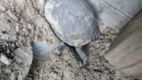 Gulf Coast Box Turtle Digging Nest for Egg Laying in Natural Habitat (Terrapene Stock Footage 336469492