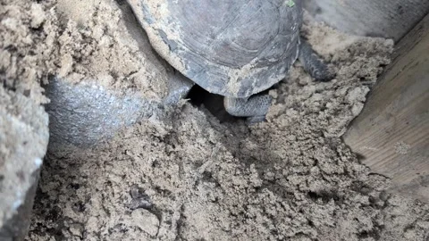 Gulf Coast Box Turtle Digging Nest for Egg Laying in Natural Habitat (Terrapene Stock Footage 336469504