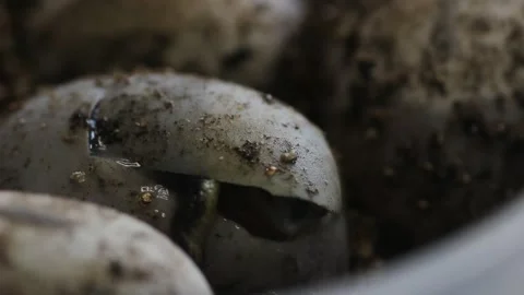Gulf Coast Box Turtle hatching close up Stock Footage 278430334