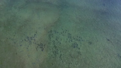 Gulf Coast Drone Redfish 스톡 동영상 218412958