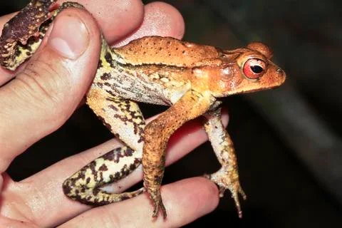 Gulf coast toad being handled in Belize Stock Photos