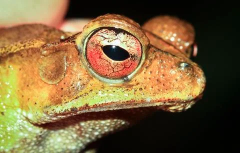 Gulf coast toad in Belize Stock Photos