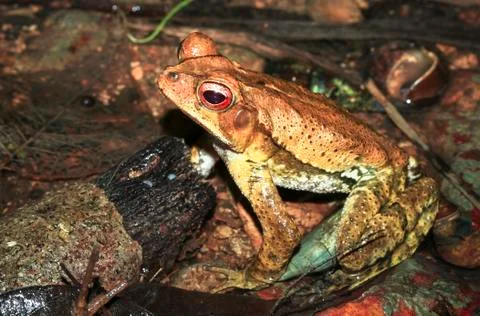 Gulf coast toad in Belize Stock Photos