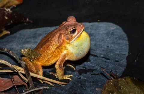 Gulf coast toad calling in Belize Stock Photos