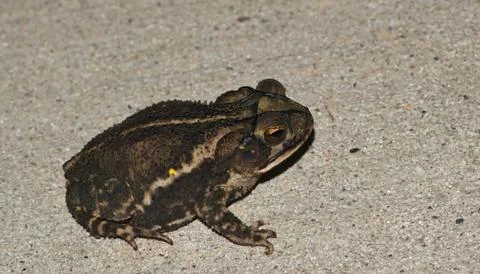 Gulf Coast Toad Stock Photos