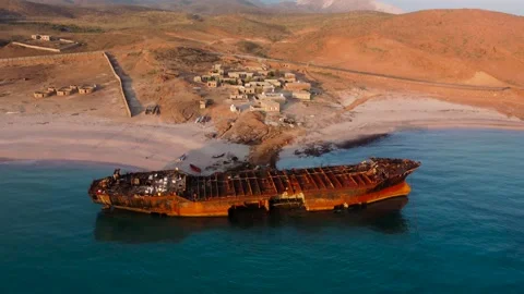 Gulf Dove Stock Footage 279931104