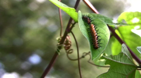 Gulf Fritilary Passion Flower Caterpillar Stock Footage