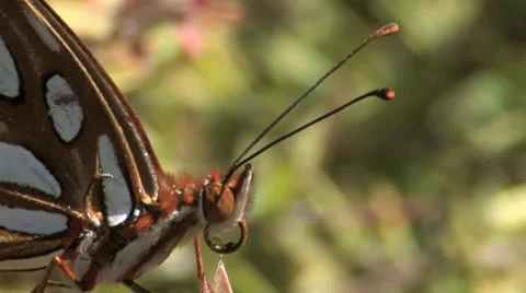 Gulf fritillary 2 Stock Footage 8550120