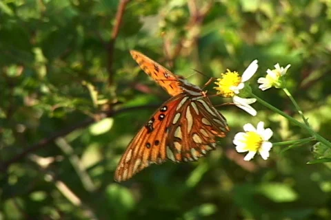 Gulf Fritillary Stock Footage 534475