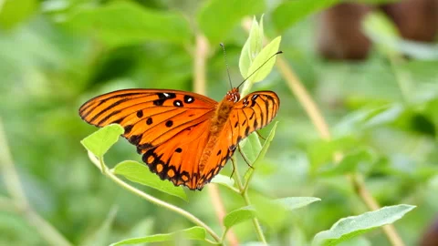 Gulf fritillary Stock-Footage 201165728