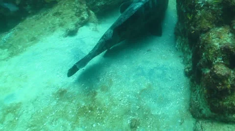 Gulf Grouper Stock Footage 24314044