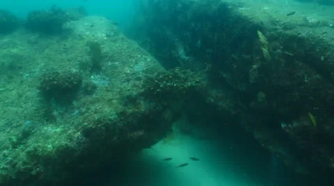 Gulf Grouper Stock Footage 24314257