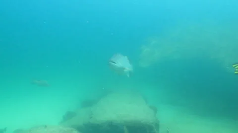 Gulf Grouper Stock Footage 24314913