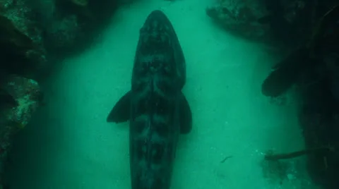 Gulf Grouper Stock Footage 24315479