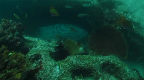 Gulf Grouper Stock Footage 24316913