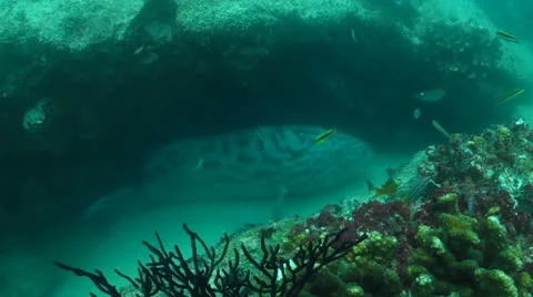 Gulf Grouper Stock Footage 24317615