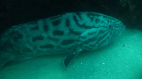 Gulf Grouper Stock Footage 24318985