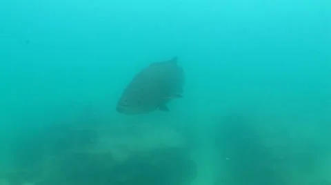 Gulf Grouper Stock Footage 24319691