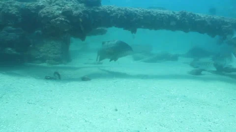 Gulf Grouper Stock Footage 24344706