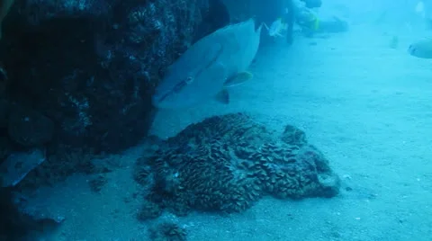 Gulf Grouper Stock Footage 24357259