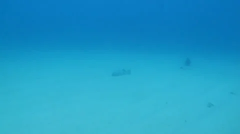 Gulf Grouper Stock Footage 24387153