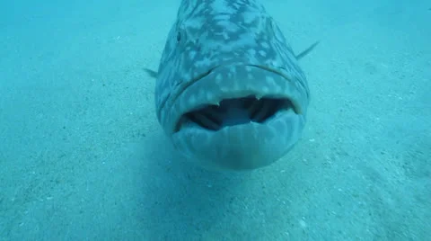 Gulf Grouper Stock Footage 24389029