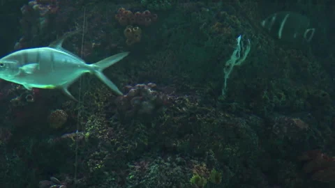 Gulf of Mexico Fish Stock Footage 138724088