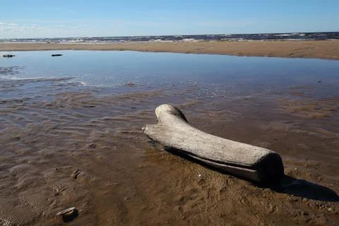 Gulf of Riga Stock Photos