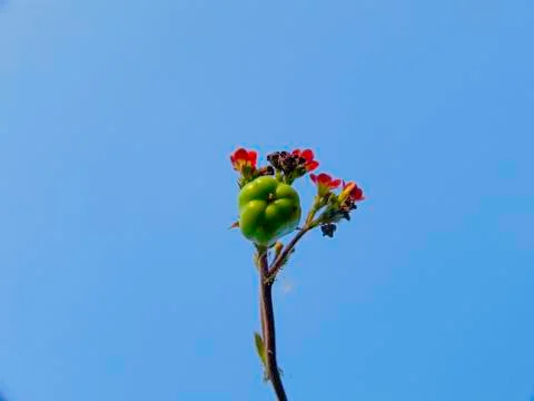 Guliver's Apple Stock Photos