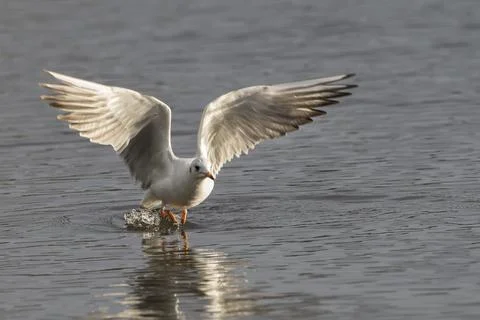 Gull about to fly Stock-Fotos